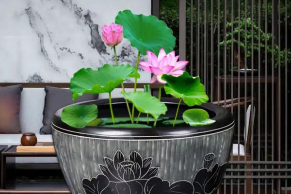 荷花盆里有虫怎么解决，可以买几条鲤鱼或金鱼放在水中