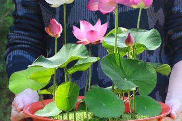 荷花盆里有虫怎么解决，可以买几条鲤鱼或金鱼放在水中