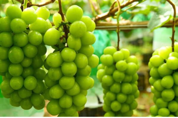 阳光玫瑰葡萄有籽吗，是有籽品种