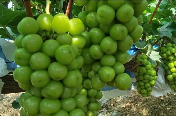 阳光玫瑰葡萄有籽吗，是有籽品种