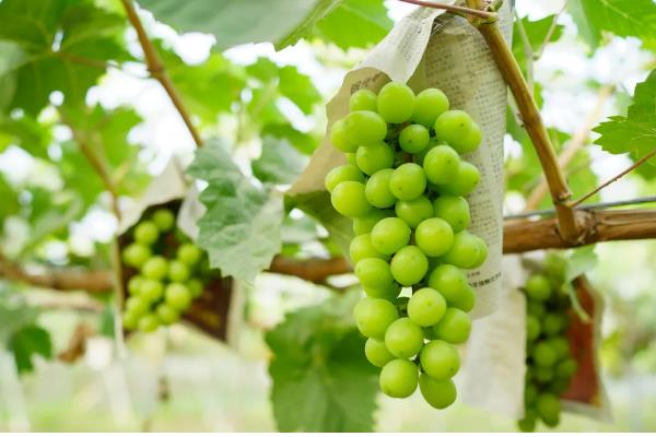 阳光玫瑰葡萄有籽吗，是有籽品种