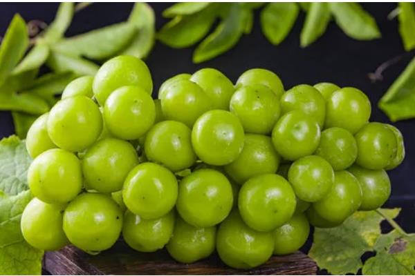 阳光玫瑰葡萄有籽吗，是有籽品种