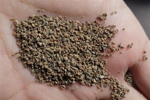 芹菜的育苗方法,2叶1心以后喷施磷酸二氢钾