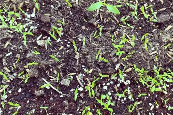 芹菜的育苗方法,2叶1心以后喷施磷酸二氢钾