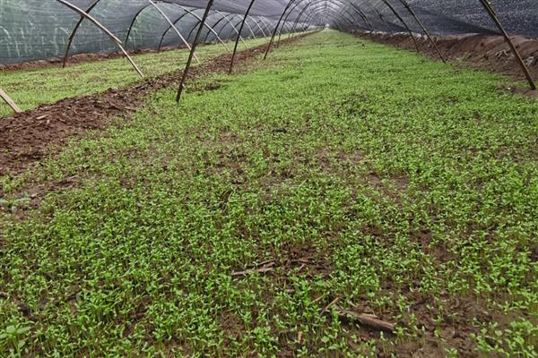 芹菜的育苗方法,2叶1心以后喷施磷酸二氢钾