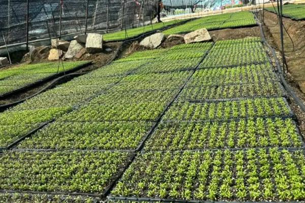 芹菜的育苗方法,2叶1心以后喷施磷酸二氢钾