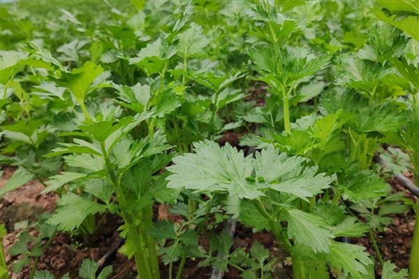 芹菜的育苗方法,2叶1心以后喷施磷酸二氢钾