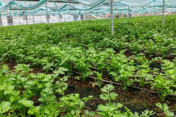 芹菜的育苗方法,2叶1心以后喷施磷酸二氢钾