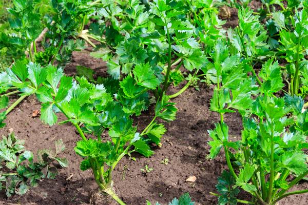 芹菜的育苗方法,2叶1心以后喷施磷酸二氢钾