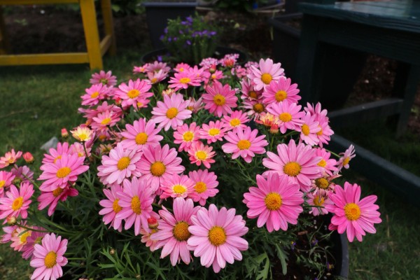 玛格丽特是否耐寒,不属于耐寒植株