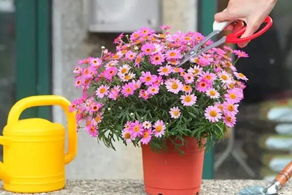 玛格丽特是否耐寒,不属于耐寒植株