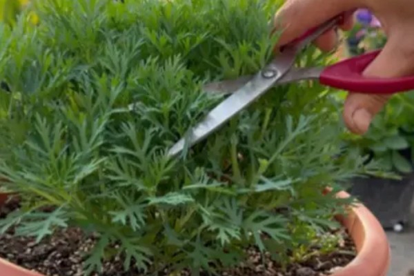 玛格丽特是否耐寒,不属于耐寒植株