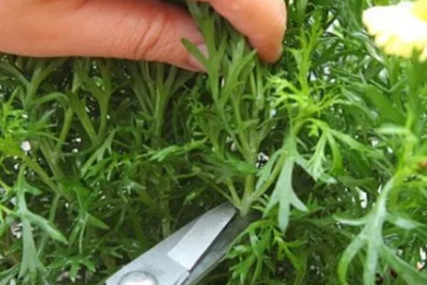 玛格丽特是否耐寒,不属于耐寒植株