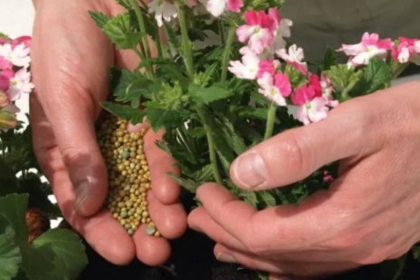 玛格丽特是否耐寒,不属于耐寒植株