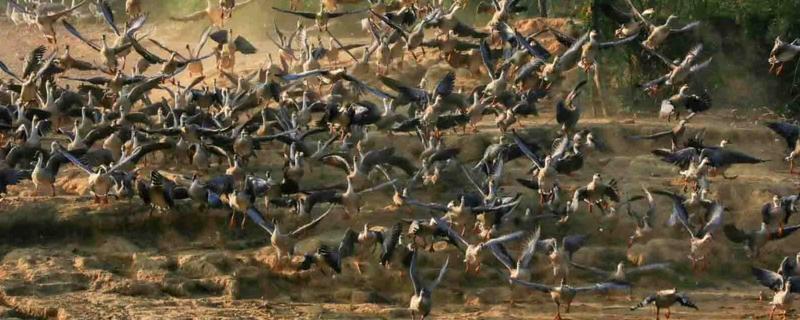 养殖大雁的成本和效益，养100只所需成本为1.4万元左右