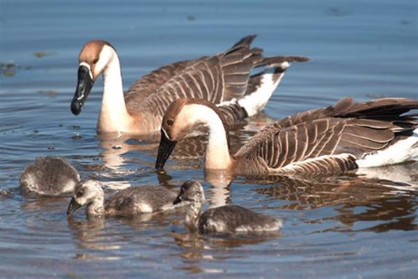 养殖大雁的成本和效益，养100只所需成本为1.4万元左右