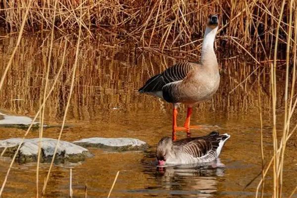 养殖大雁的成本和效益，养100只所需成本为1.4万元左右