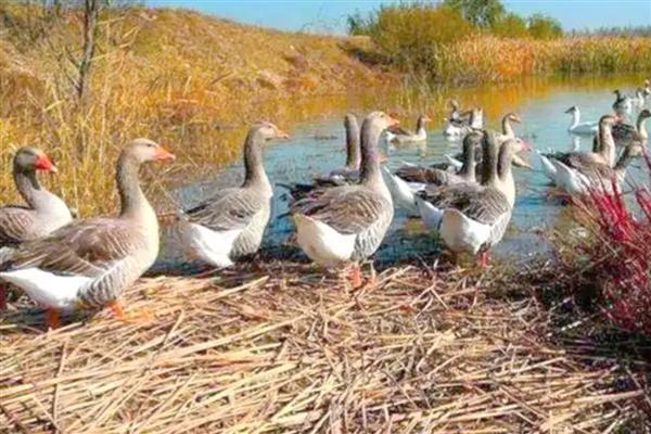 养殖大雁的成本和效益，养100只所需成本为1.4万元左右
