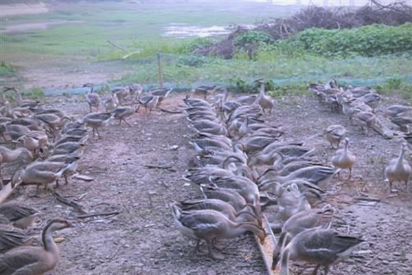 养殖大雁的成本和效益，养100只所需成本为1.4万元左右