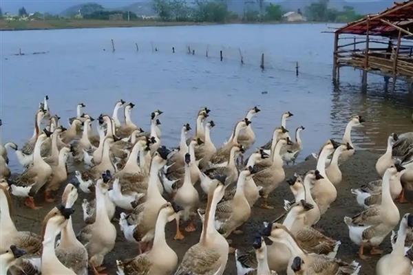 养殖大雁的成本和效益，养100只所需成本为1.4万元左右