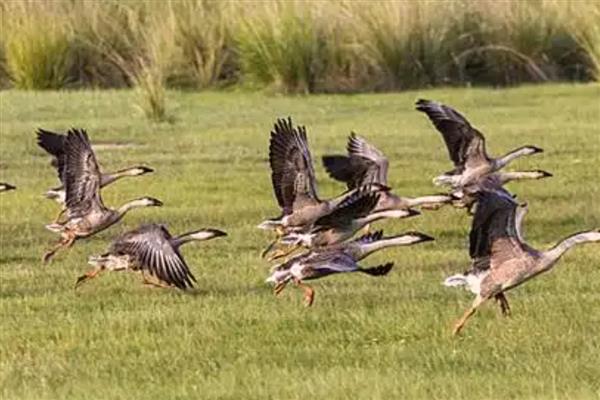 养殖大雁的成本和效益，养100只所需成本为1.4万元左右