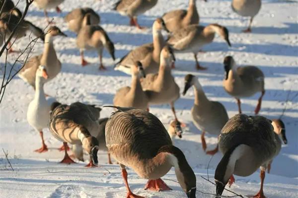 养殖大雁的成本和效益，养100只所需成本为1.4万元左右