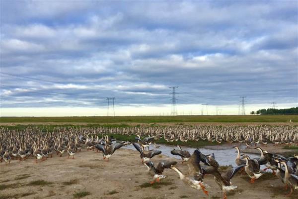 养殖大雁的成本和效益，养100只所需成本为1.4万元左右