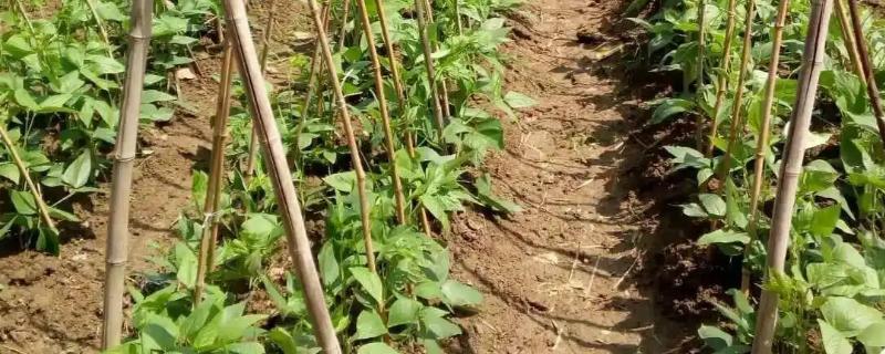 种豆角过多久会出苗，经过5-6天左右即可发芽生长