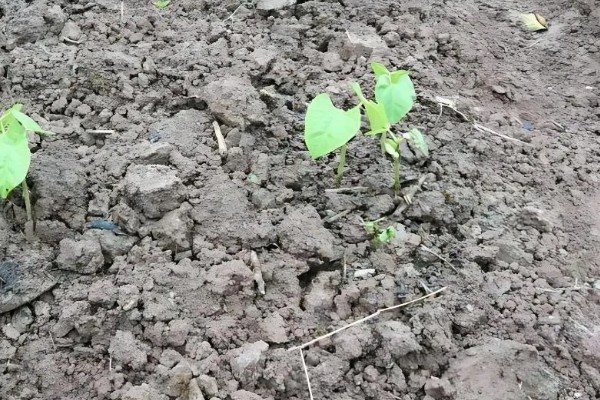 种豆角过多久会出苗，经过5-6天左右即可发芽生长