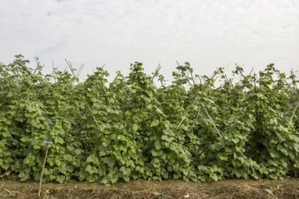 种豆角过多久会出苗，经过5-6天左右即可发芽生长