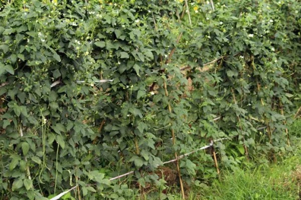 种豆角过多久会出苗，经过5-6天左右即可发芽生长