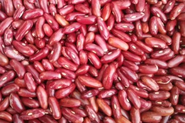 种豆角过多久会出苗，经过5-6天左右即可发芽生长