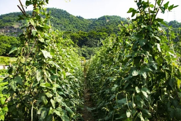 种豆角过多久会出苗，经过5-6天左右即可发芽生长