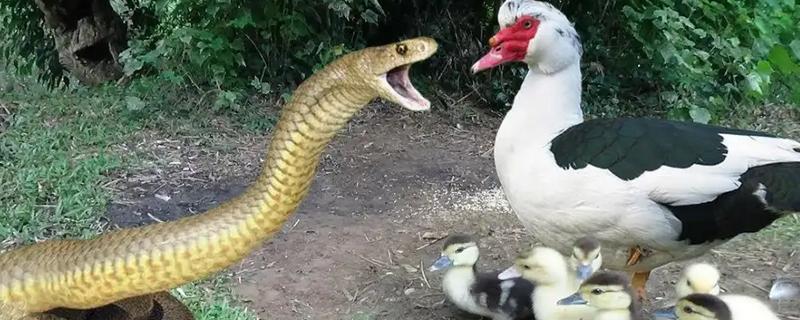 蛇怕不怕鹅，蛇是怕鹅的