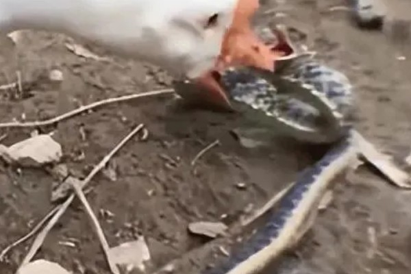 蛇怕不怕鹅，蛇是怕鹅的