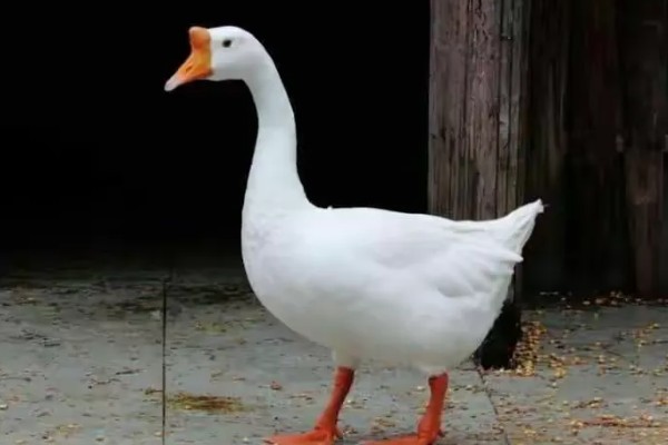 蛇怕不怕鹅，蛇是怕鹅的