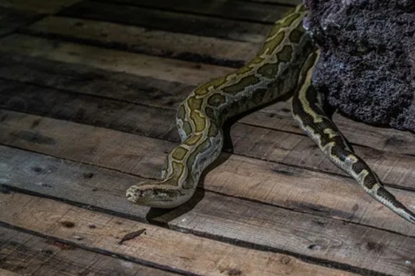 蛇怕不怕鹅，蛇是怕鹅的