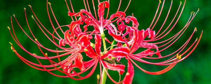 彼岸花有没有毒，鳞茎里面的生物碱会让人中毒