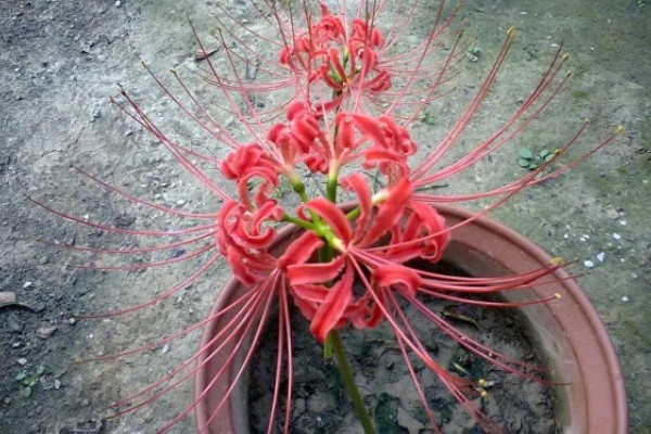 彼岸花有没有毒，鳞茎里面的生物碱会让人中毒