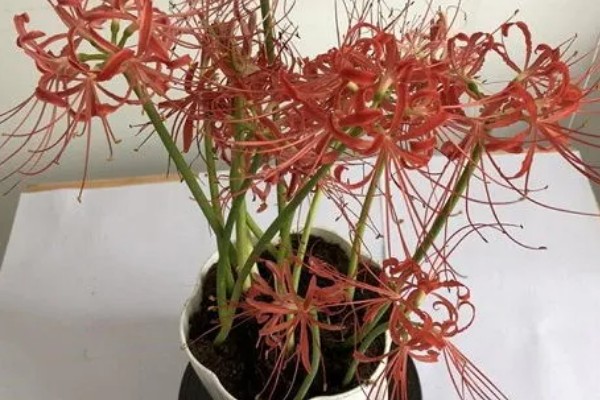 彼岸花有没有毒，鳞茎里面的生物碱会让人中毒