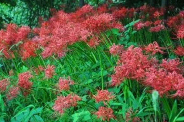 彼岸花有没有毒，鳞茎里面的生物碱会让人中毒