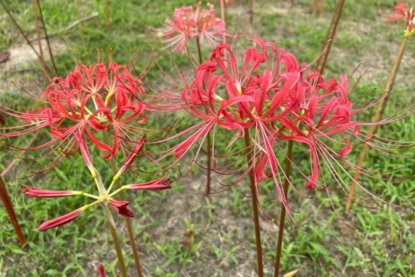 彼岸花有没有毒，鳞茎里面的生物碱会让人中毒