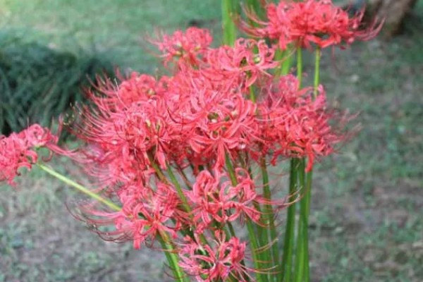 彼岸花有没有毒，鳞茎里面的生物碱会让人中毒