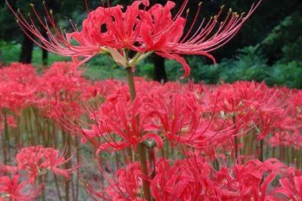 彼岸花有没有毒，鳞茎里面的生物碱会让人中毒