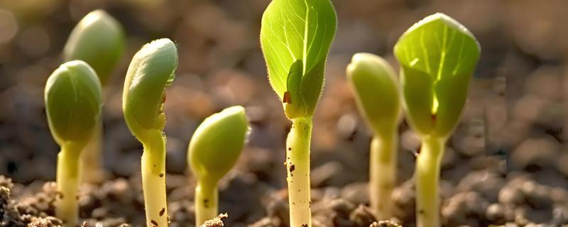 茎和叶是由什么发育而来，由种子中的胚芽发育而来的
