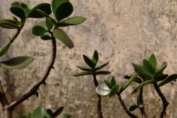 茎和叶是由什么发育而来,由种子中的胚芽发育而来的