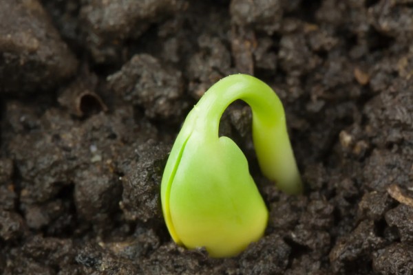 茎和叶是由什么发育而来,由种子中的胚芽发育而来的
