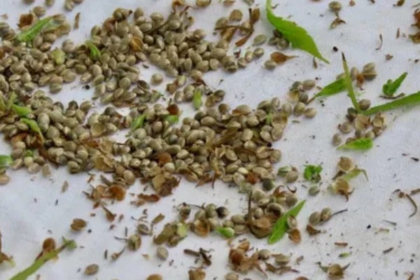 茎和叶是由什么发育而来,由种子中的胚芽发育而来的