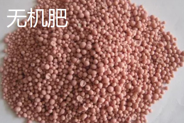 茎和叶是由什么发育而来,由种子中的胚芽发育而来的