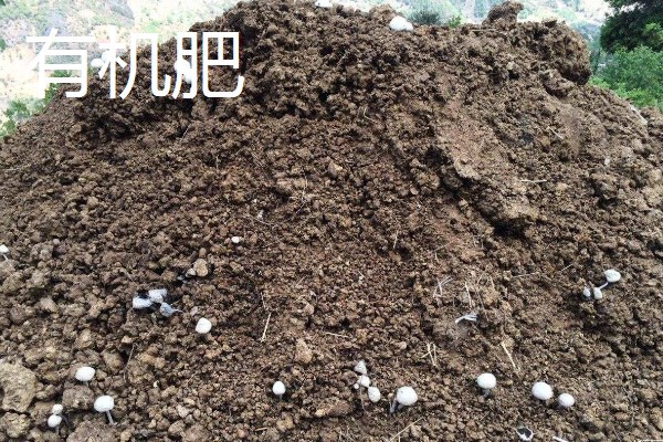 茎和叶是由什么发育而来,由种子中的胚芽发育而来的